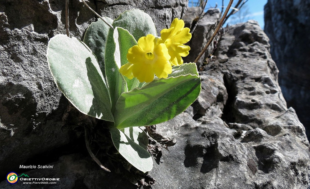 21 Primula auricola....JPG